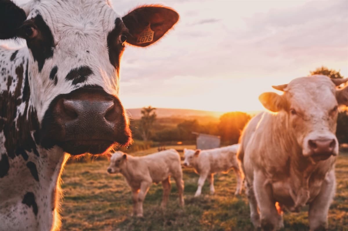 Cattle grazing at golden hour